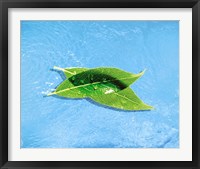 Framed Two crossed green leaves floating in shallow blue water