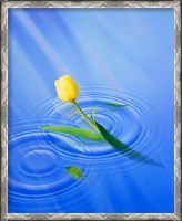 Framed Single yellow tulip rising from water ripples