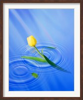 Framed Single yellow tulip rising from water ripples