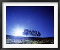 Framed Silhouette with trees in sparse field back lit by white sun