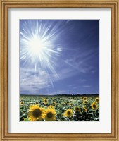Framed Bright burst of white light above field of sunflowers