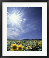 Framed Bright burst of white light above field of sunflowers