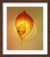 Framed Superimposed amber leaves over circles with bright light