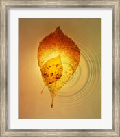 Framed Superimposed amber leaves over circles with bright light