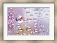 Framed Close up of water droplets with flower reflected in centers