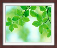 Framed Selective focus close up of green leaves hanging from tree