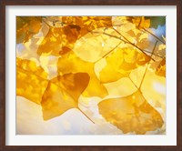 Framed Selective focus close up of golden yellow autumn leaves