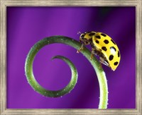 Framed Side view close up of yellow ladybug sitting on a green curlicue shaped leaf