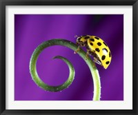 Framed Side view close up of yellow ladybug sitting on a green curlicue shaped leaf