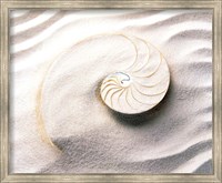 Framed Shell spiraling into wavy sand pattern