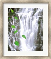 Framed Green leaves cascading in front of waterfall