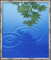 Framed Branch with green leaves suspended over deep blue water with rings and reflection