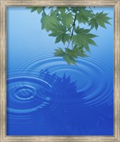 Framed Branch with green leaves suspended over deep blue water with rings and reflection