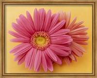 Framed Close up of two pink zinnias on yellow gold background