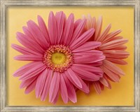 Framed Close up of two pink zinnias on yellow gold background