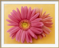 Framed Close up of two pink zinnias on yellow gold background