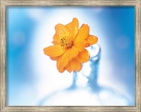 Framed Close up of ruffled marigold bloom in blue bottle with blurred blue and white background
