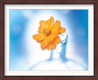 Framed Close up of ruffled marigold bloom in blue bottle with blurred blue and white background