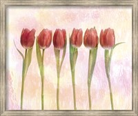 Framed Six pink tulips with green stems and leaves upright in front of pink plaster wall