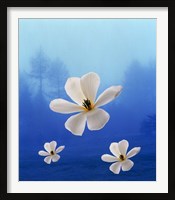 Framed Three white orchids floating in foggy blue sky with silhouette of trees in background