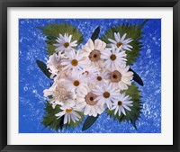 Framed Close up of white daisy bouquet with mottled blue background