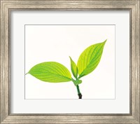 Framed Close-Up of Green Leaves III