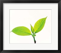 Framed Close-Up of Green Leaves III
