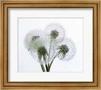 Framed Close up of four dandelion heads in seed on stems