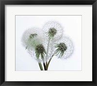 Framed Close up of four dandelion heads in seed on stems