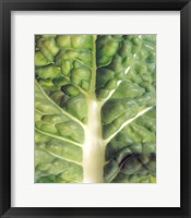 Framed Close up of bumpy vegetable leaf with white stalk