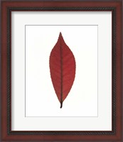 Framed Close up of red leaf on white