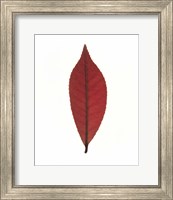 Framed Close up of red leaf on white