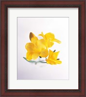 Framed Close up of deep yellow flowers on blue and white