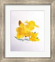 Framed Close up of deep yellow flowers on blue and white