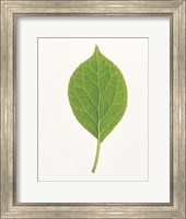 Framed Vertical Green Leaf on Light Grey