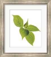 Framed Close up of green leaves on pale green and white