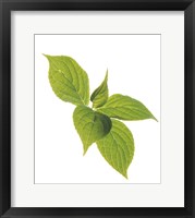 Framed Close up of green leaves on pale green and white