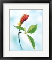 Framed Close up of dark pink flower bud on green stem with green leaves on watercolor blue