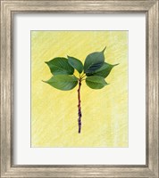 Framed Close up of green leaves with brown branch on pale yellow