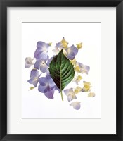 Framed Close up of green leaf and lavender flower petals scattered on white