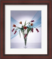 Framed Long stemmed bouquet of dark pink tulips in a small vase draped with light blue sheer fabric