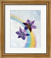 Framed Two violet flower on white blue and yellow background
