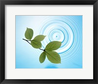 Framed Twig with green leaves above perfect water circles