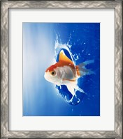 Framed Orange, yellow and white fish flying through water splash