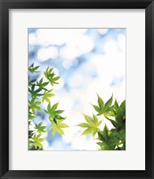 Framed Green leaves on mottled cloudy sky