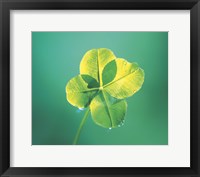 Framed Close up of green leaf sprig on dark teal