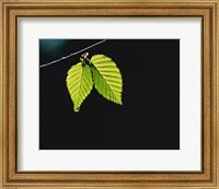 Framed Two green leaves on thin branch on black