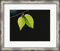 Framed Two green leaves on thin branch on black