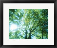 Framed Selective focus trees in forest