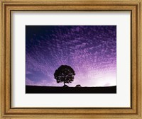 Framed Silhouette of solitary tree with purple sunset